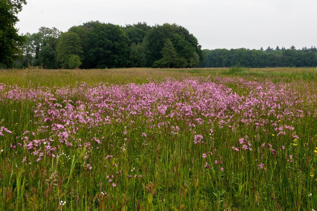 Hoeve Springendal Ootmarsum Exteriér fotografie